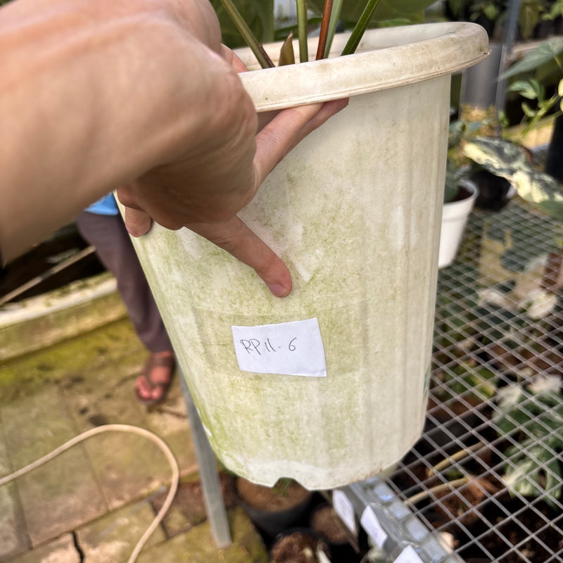 FS46-6 Anthurium Dressleri x Magnificum