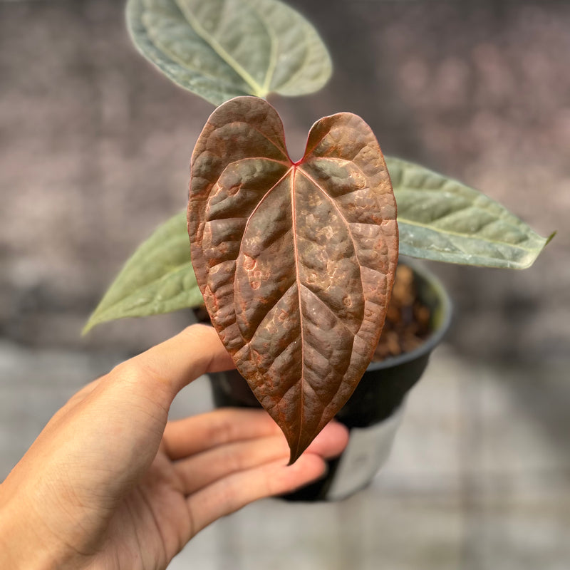 FS47-6 Anthurium Night Queen x Red Crystallinum