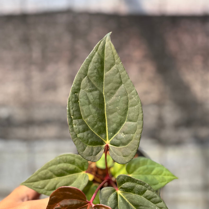FS47-6 Anthurium Night Queen x Red Crystallinum