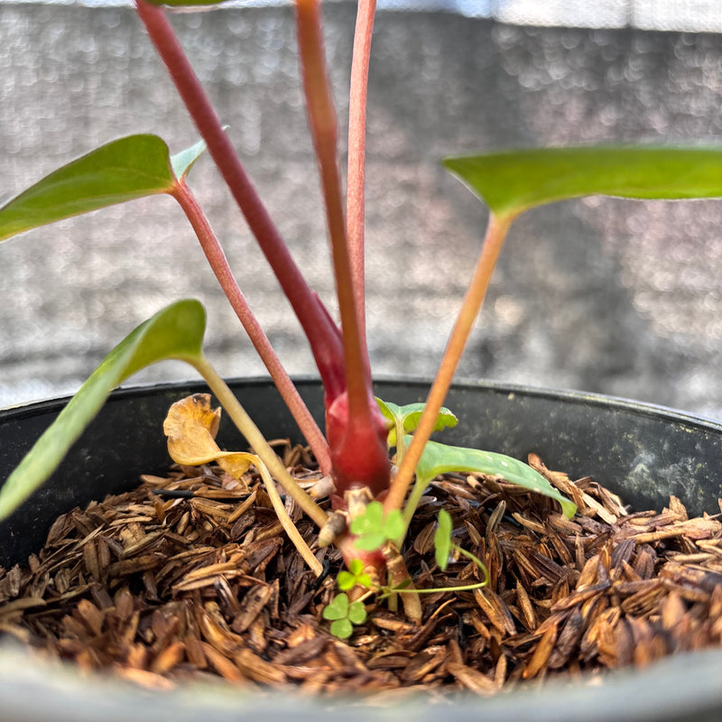FS47-6 Anthurium Night Queen x Red Crystallinum