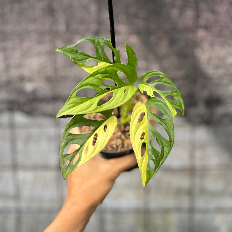 FS48-6 Monstera Adansoni Aurea