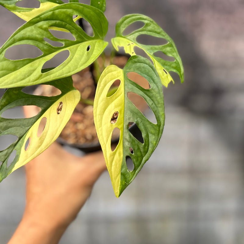 FS48-6 Monstera Adansoni Aurea