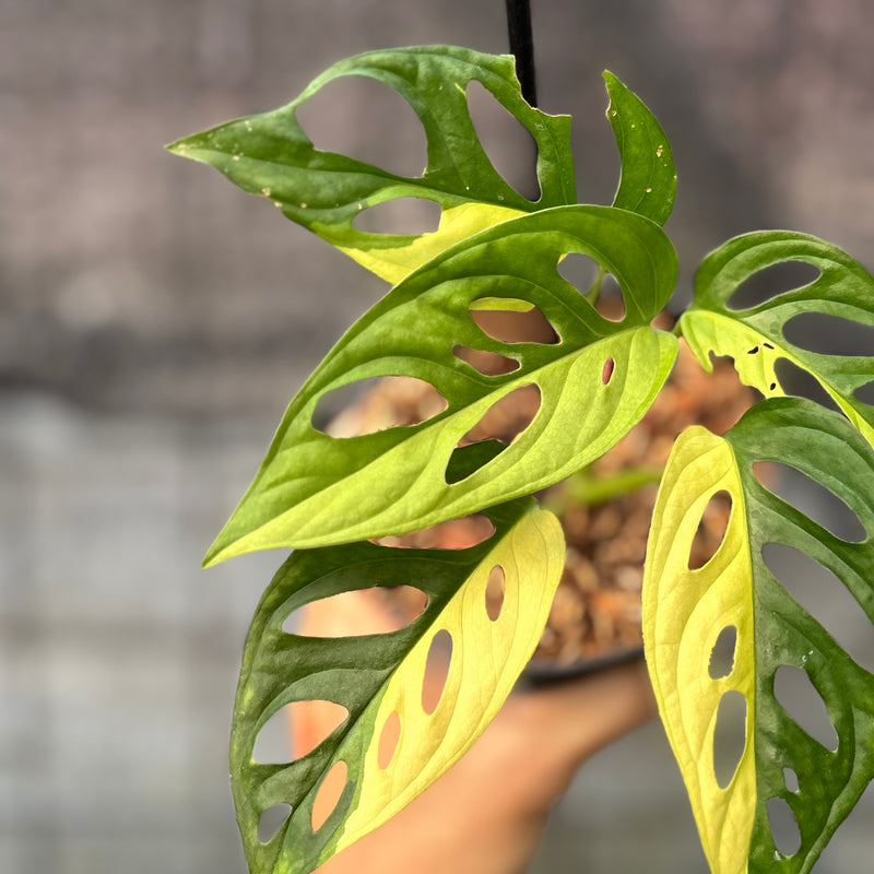 FS48-6 Monstera Adansoni Aurea