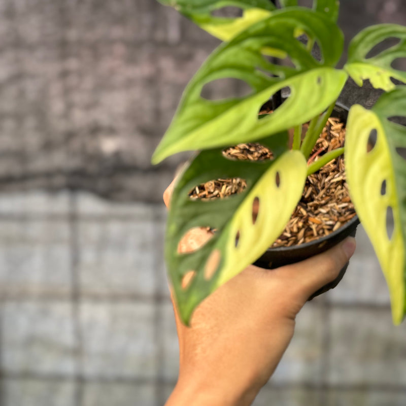 FS48-6 Monstera Adansoni Aurea