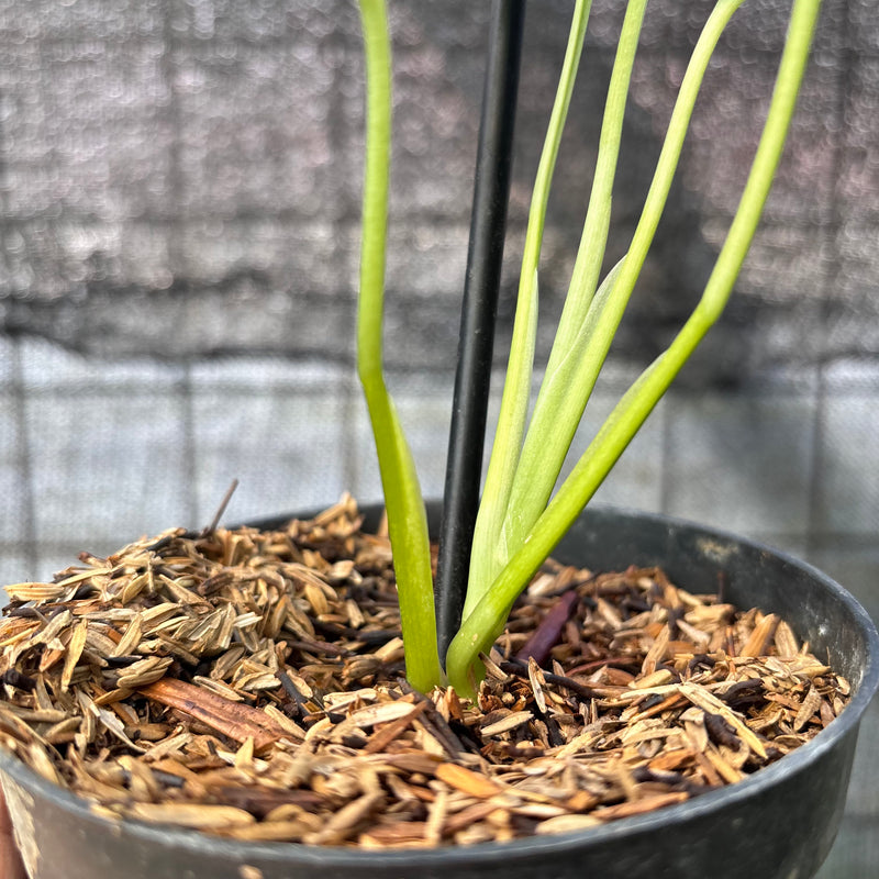FS48-6 Monstera Adansoni Aurea