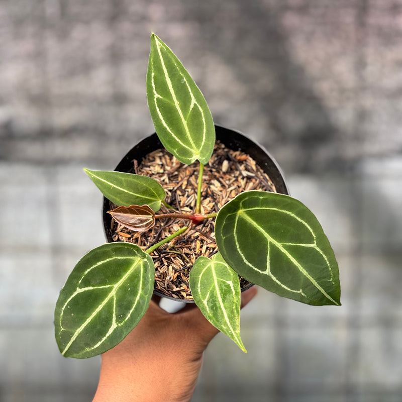 FS49-6 Anthurium Red Spider