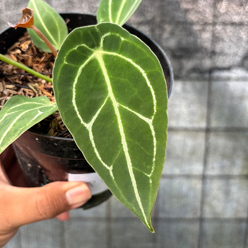 FS49-6 Anthurium Red Spider