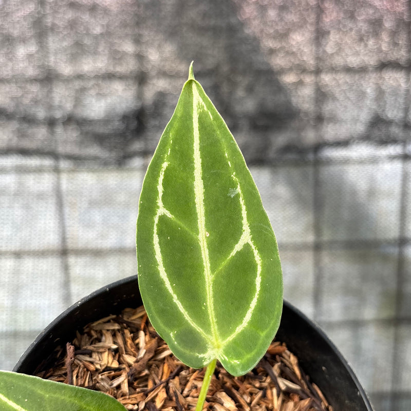 FS49-6 Anthurium Red Spider