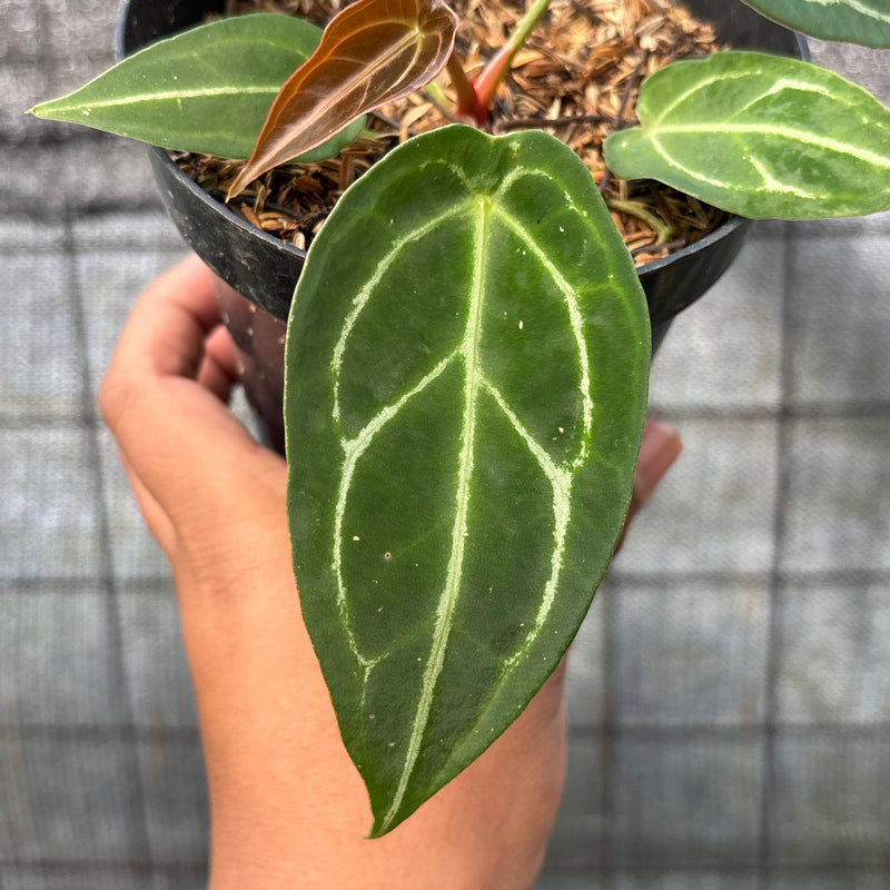 FS49-6 Anthurium Red Spider
