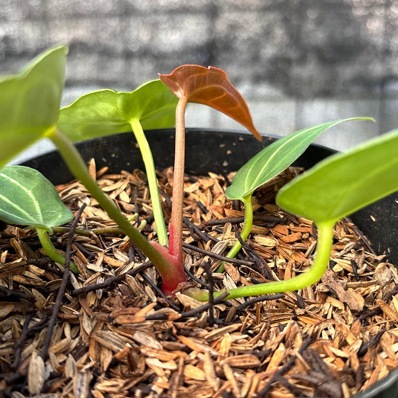 FS49-6 Anthurium Red Spider