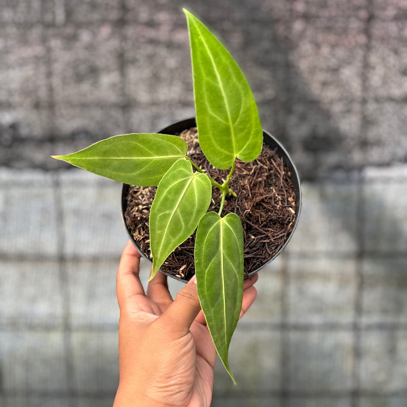FS50-6 Anthurium Dark Mama