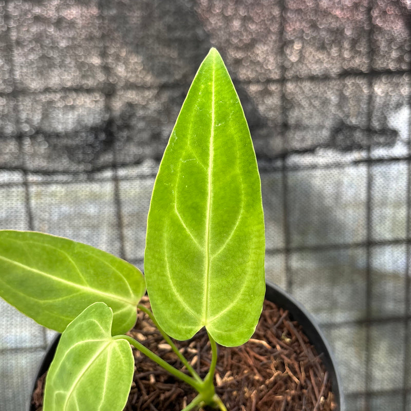 FS50-6 Anthurium Dark Mama