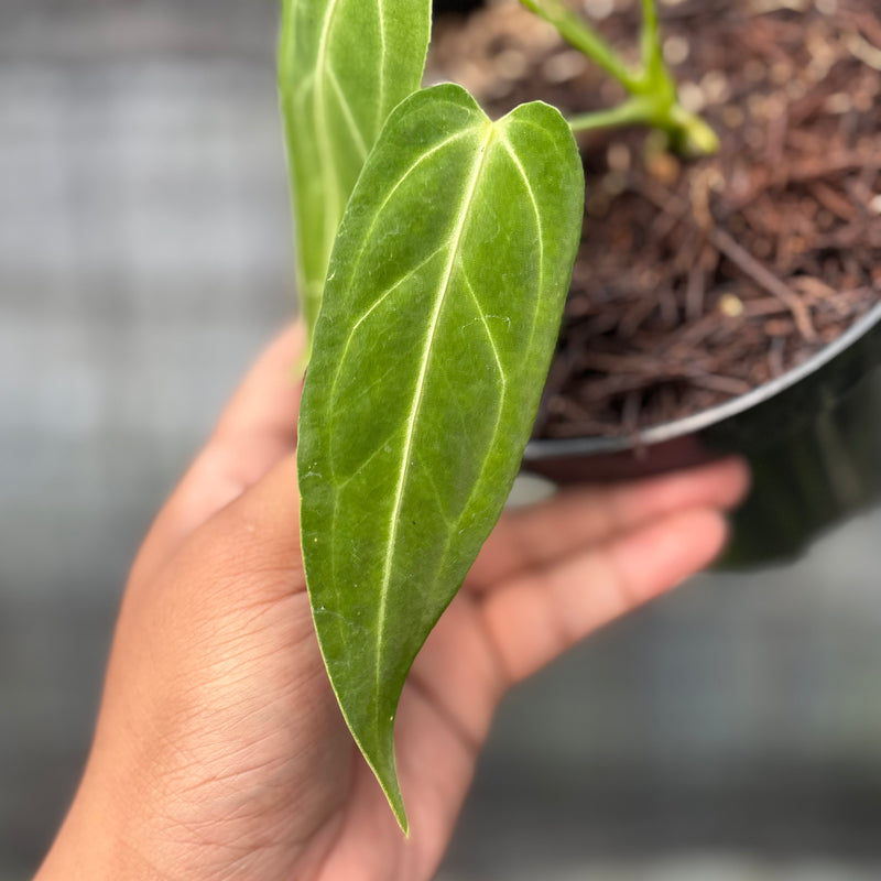 FS50-6 Anthurium Dark Mama