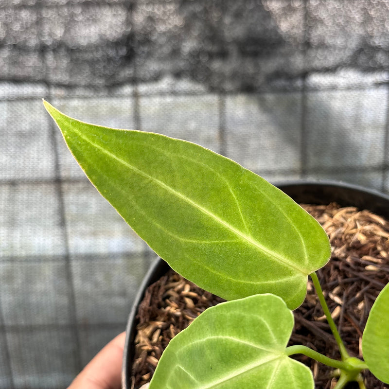 FS50-6 Anthurium Dark Mama