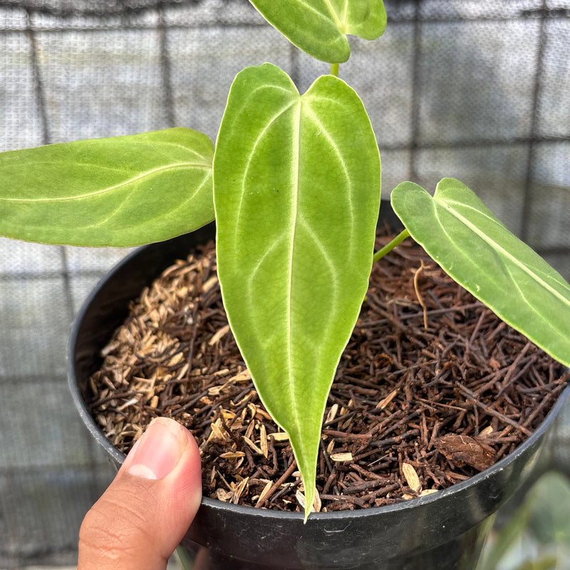 FS50-6 Anthurium Dark Mama