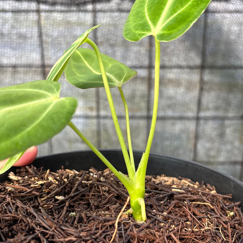 FS50-6 Anthurium Dark Mama
