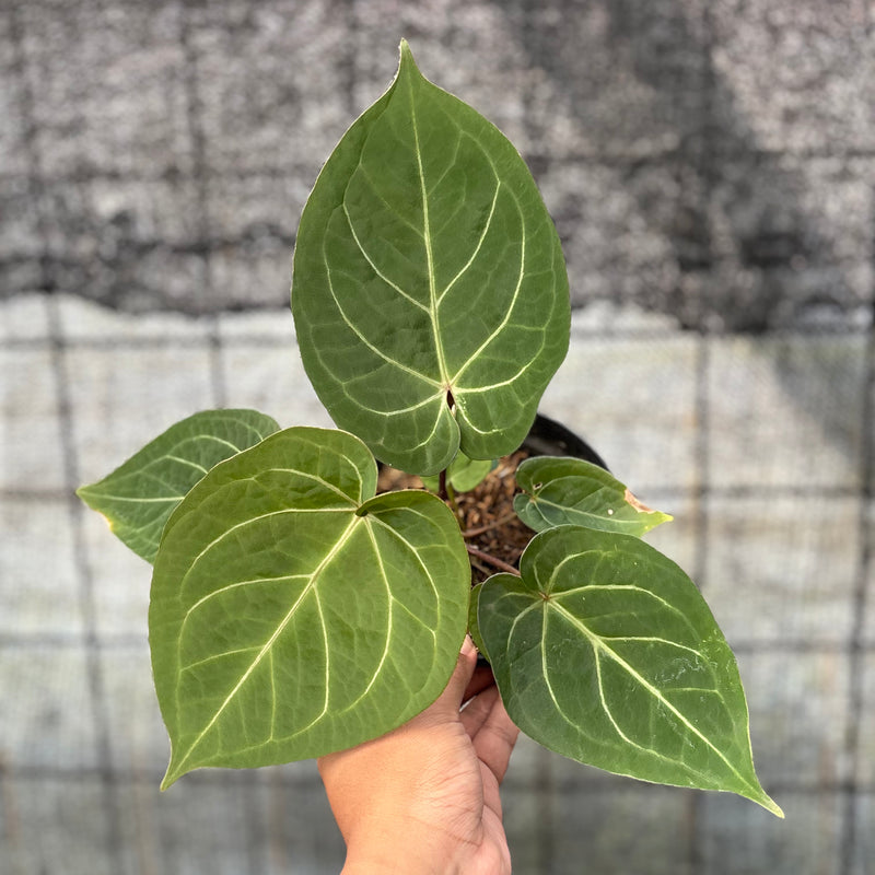 FS51-6 Anthurium Papillilaminum Red Stem