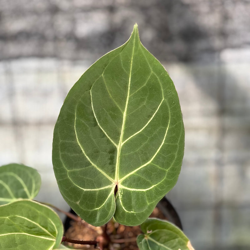 FS51-6 Anthurium Papillilaminum Red Stem