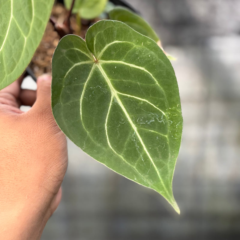 FS51-6 Anthurium Papillilaminum Red Stem