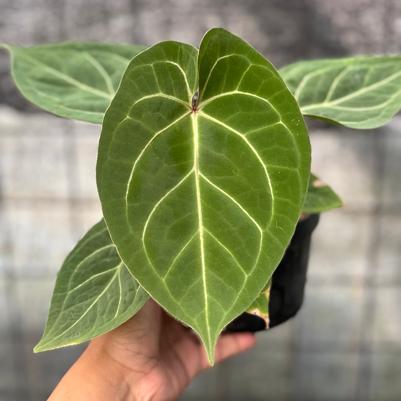 FS51-6 Anthurium Papillilaminum Red Stem