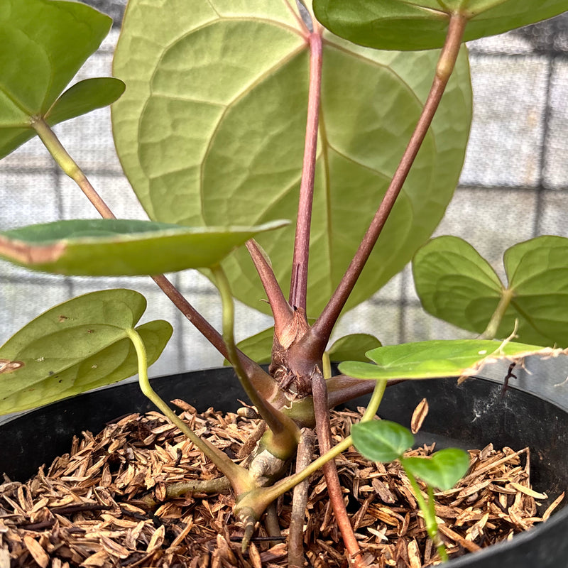FS51-6 Anthurium Papillilaminum Red Stem