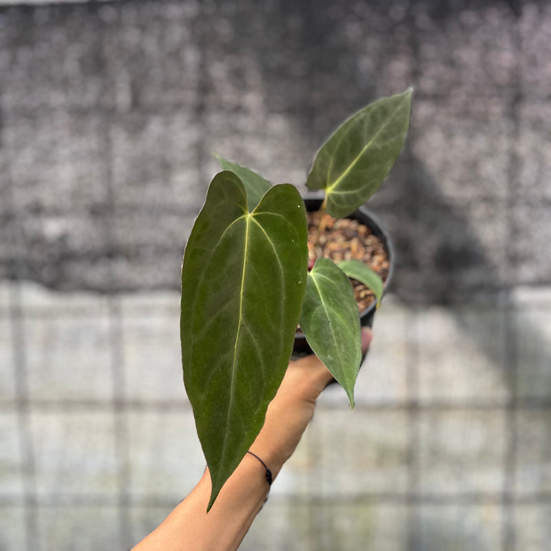FS52-6 Anthurium papilillaminum Fort Sherman Narrow