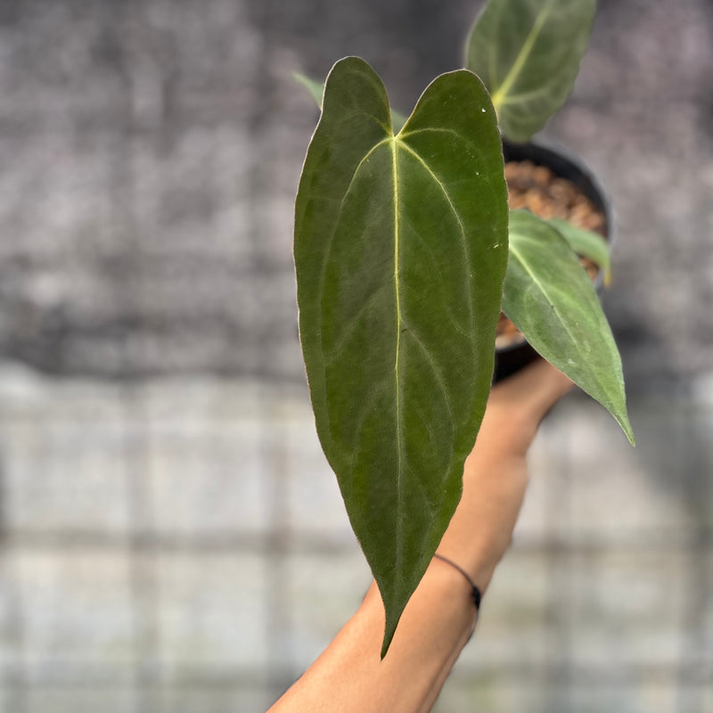FS52-6 Anthurium papilillaminum Fort Sherman Narrow