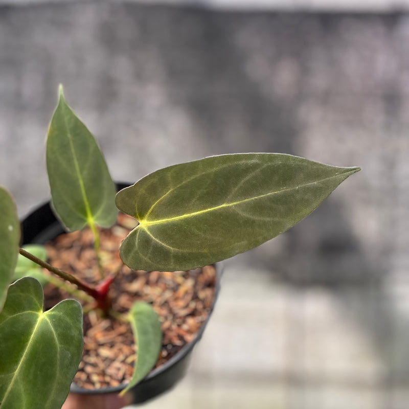 FS52-6 Anthurium papilillaminum Fort Sherman Narrow