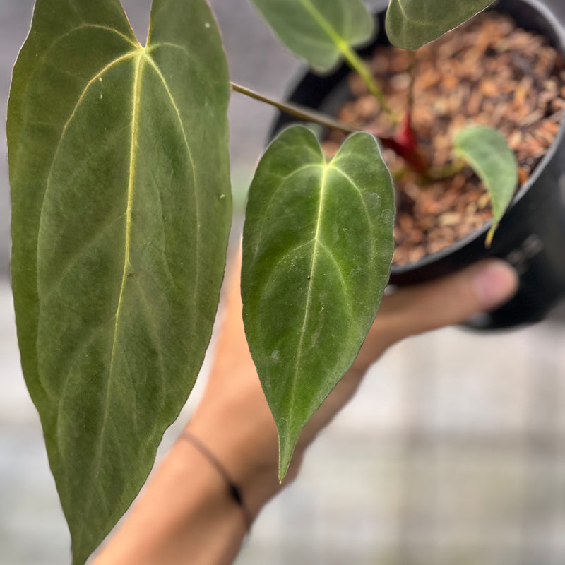FS52-6 Anthurium papilillaminum Fort Sherman Narrow