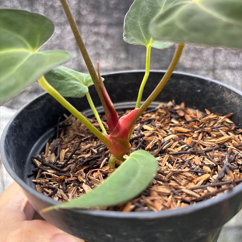 FS52-6 Anthurium papilillaminum Fort Sherman Narrow