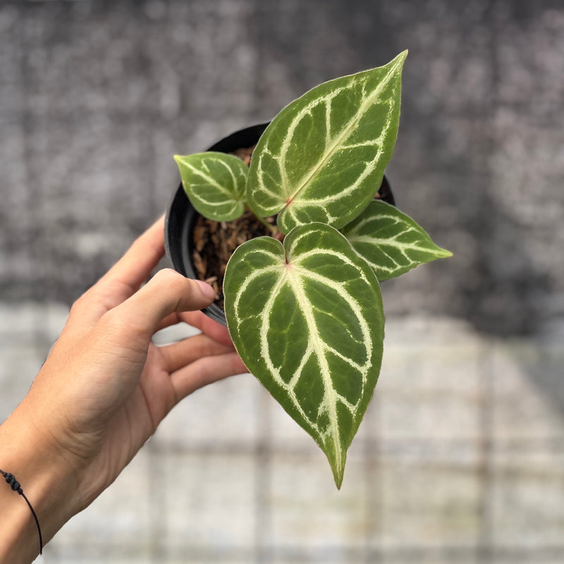 FS53-6 Anthurium HU x Red Crystallinum