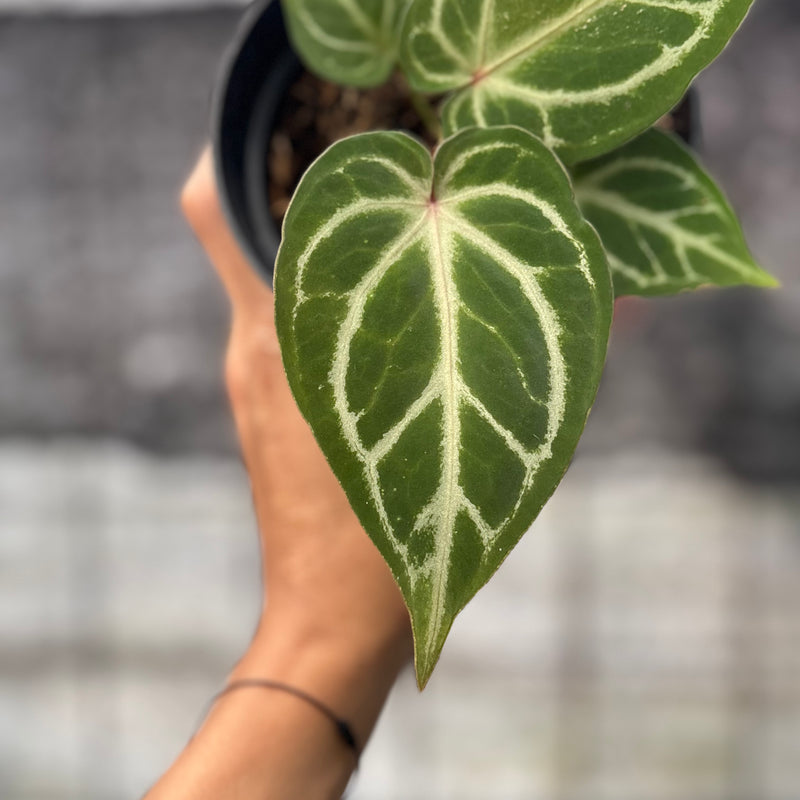 FS53-6 Anthurium HU x Red Crystallinum