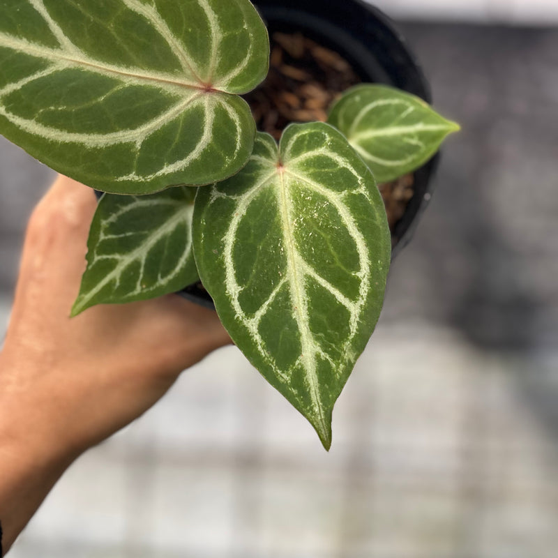 FS53-6 Anthurium HU x Red Crystallinum