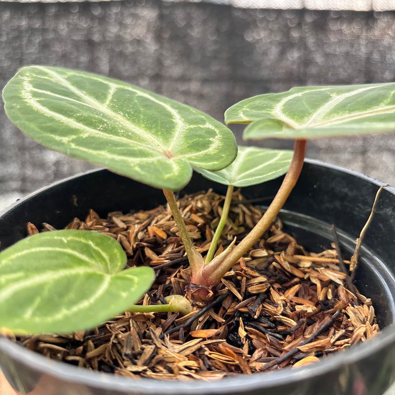 FS53-6 Anthurium HU x Red Crystallinum