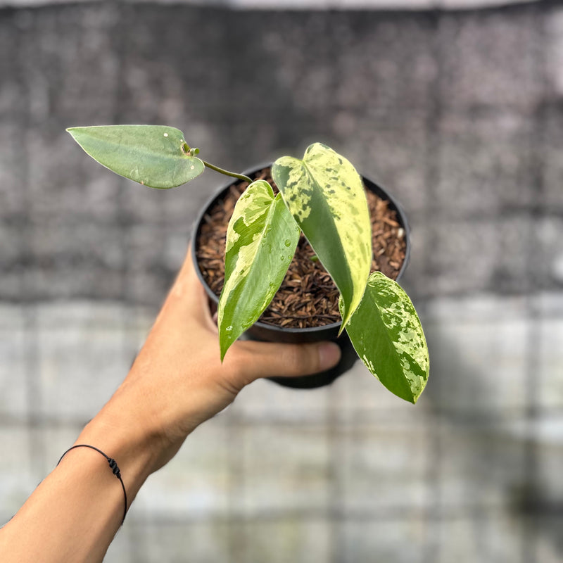 FS54-6 Philodendron Ilsemani Variegated