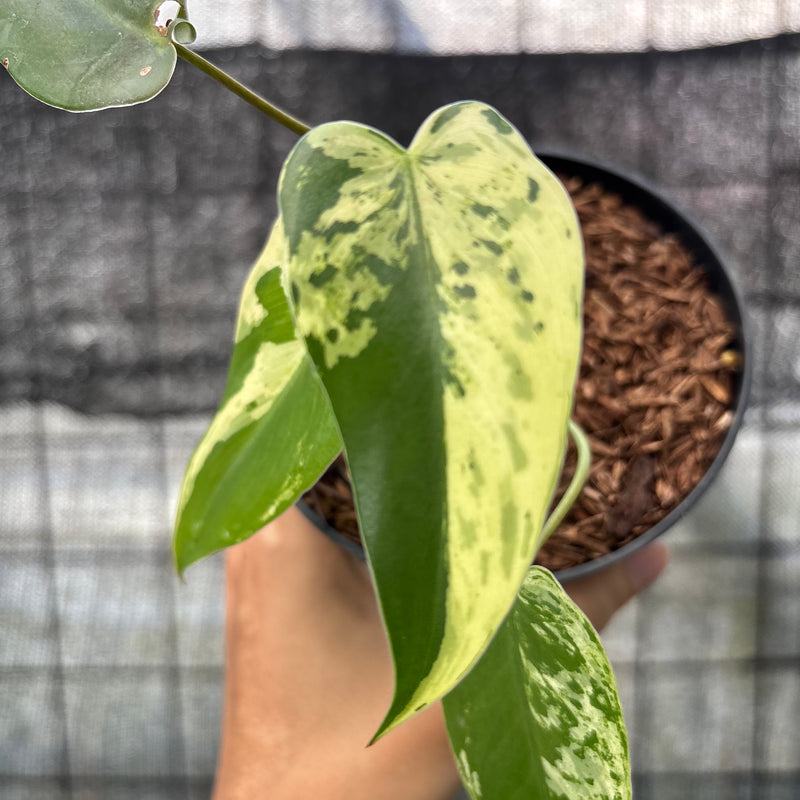 FS54-6 Philodendron Ilsemani Variegated