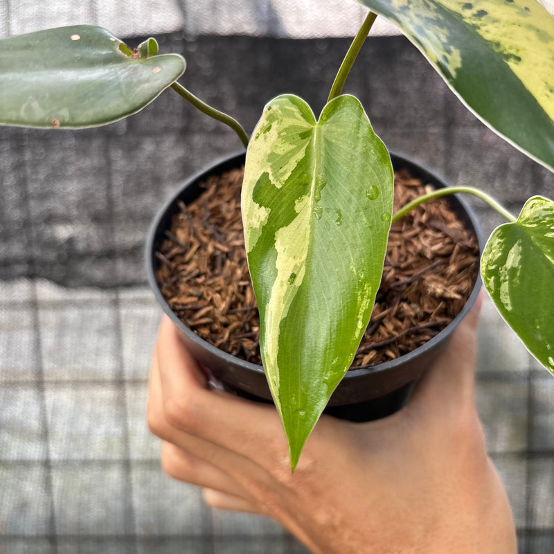 FS54-6 Philodendron Ilsemani Variegated