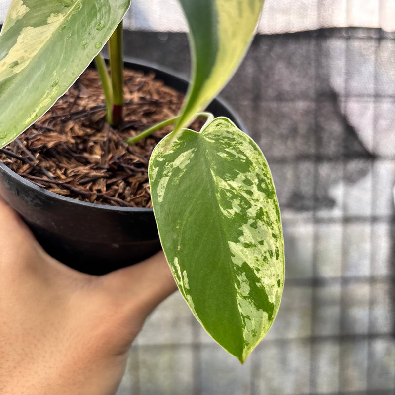 FS54-6 Philodendron Ilsemani Variegated