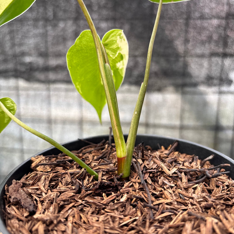 FS54-6 Philodendron Ilsemani Variegated