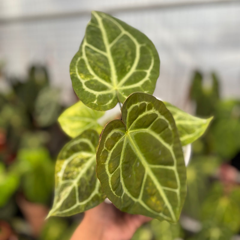 Anthurium Forgetti Variegated x Angela x Black Widow