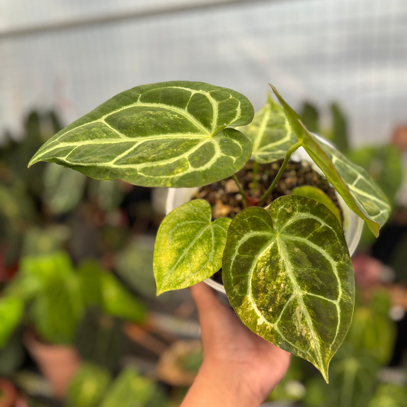 Anthurium Forgetti Variegated x Angela x Black Widow