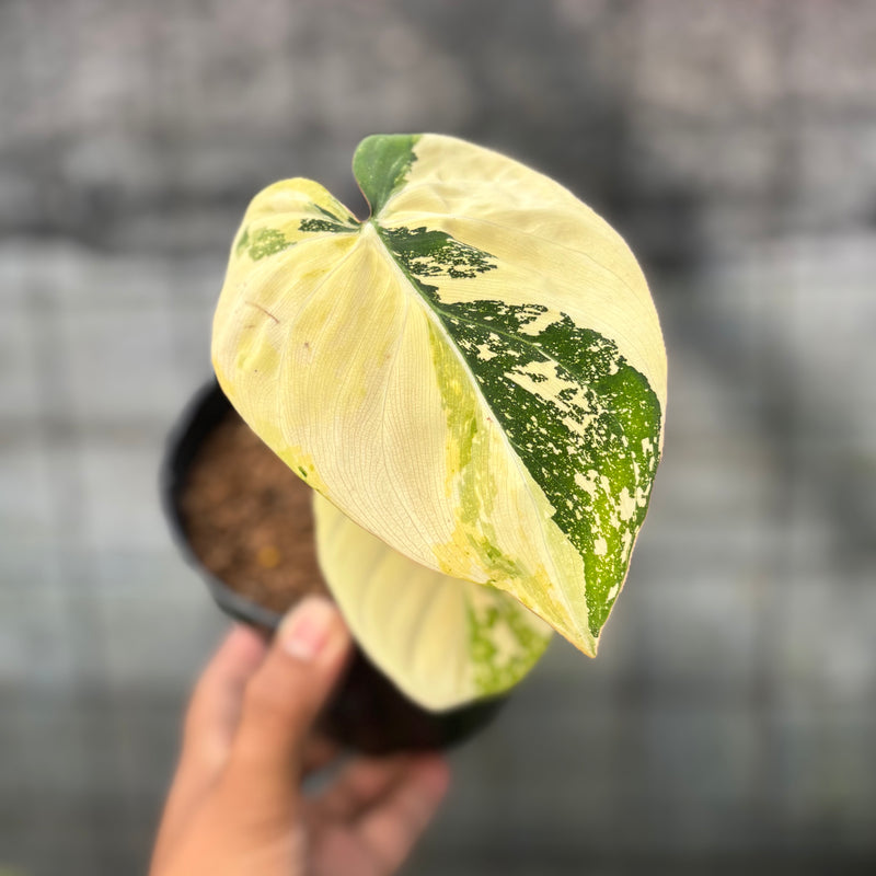 FS55-6 Philodendron Gloriosum Trecolor