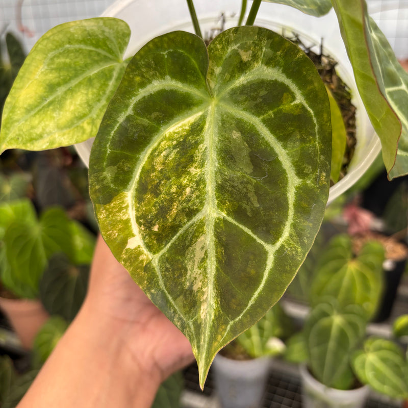 Anthurium Forgetti Variegated x Angela x Black Widow