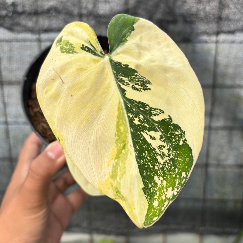 FS55-6 Philodendron Gloriosum Trecolor
