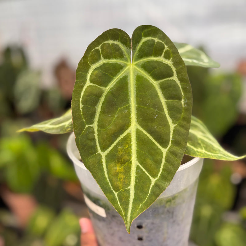 Anthurium Forgetti Variegated x Angela x Black Widow