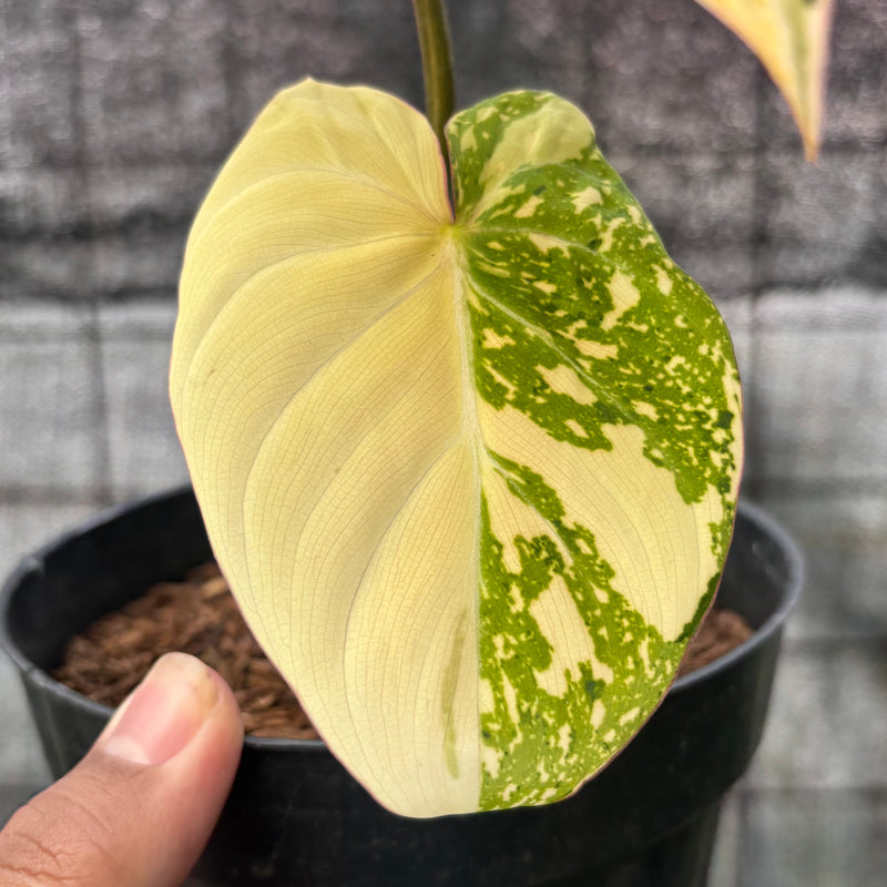 FS55-6 Philodendron Gloriosum Trecolor