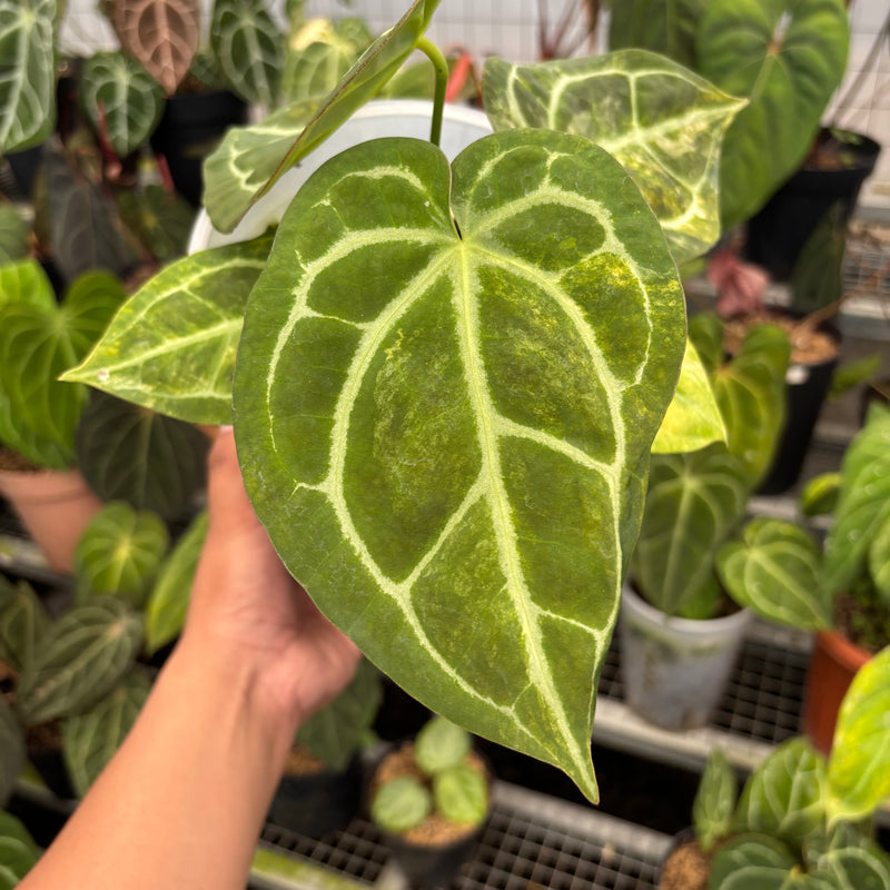 Anthurium Forgetti Variegated x Angela x Black Widow