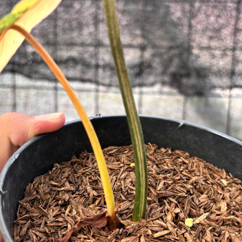 FS55-6 Philodendron Gloriosum Trecolor