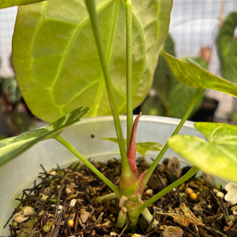Anthurium Forgetti Variegated x Angela x Black Widow