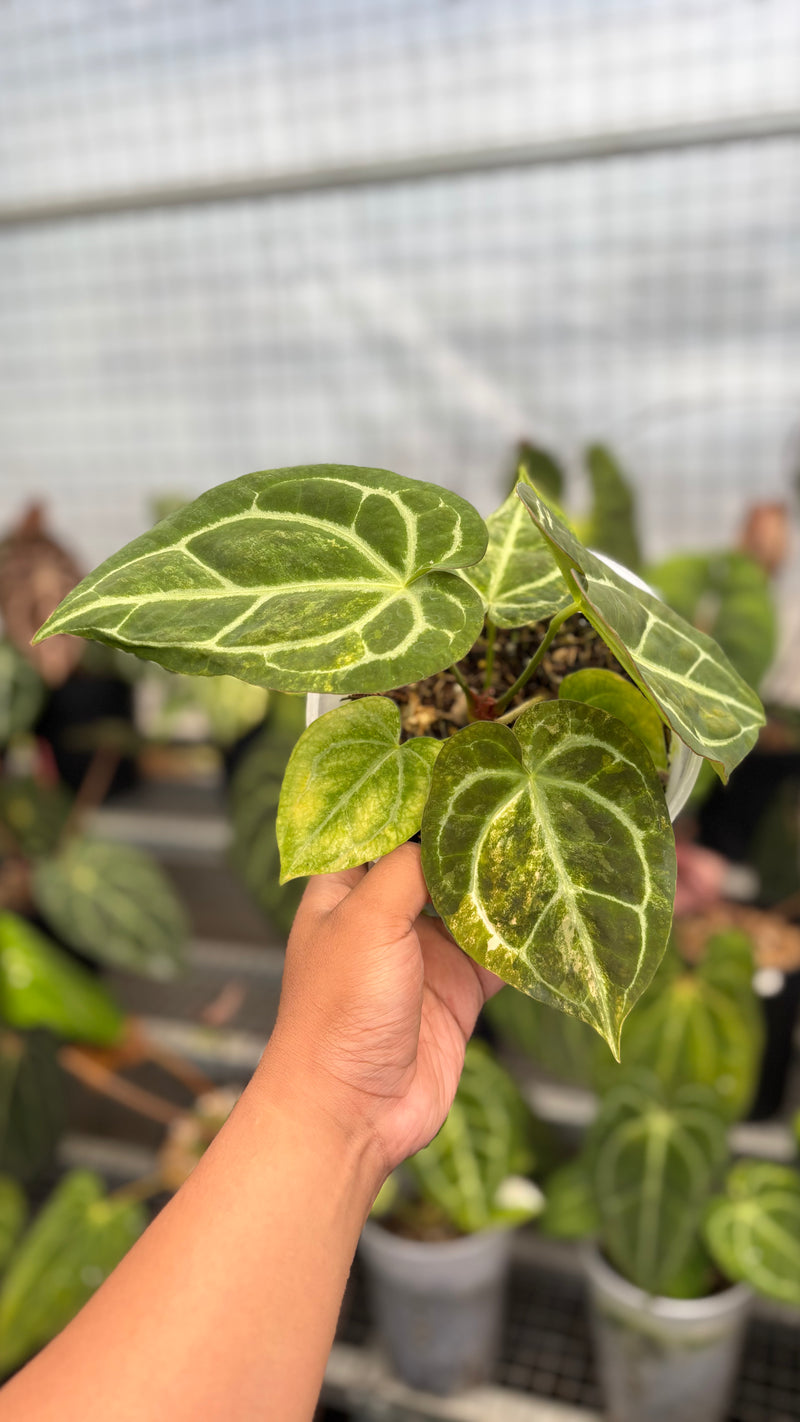 Anthurium Forgetti Variegated x Angela x Black Widow